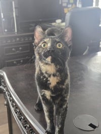 Stella ( Alice ) - Photo 2