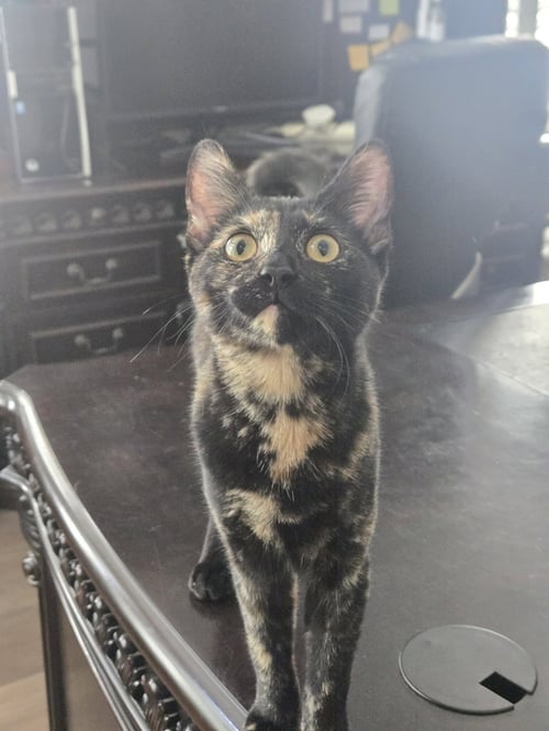 STELLA ( ALICE ) - Tortoiseshell available for adoption