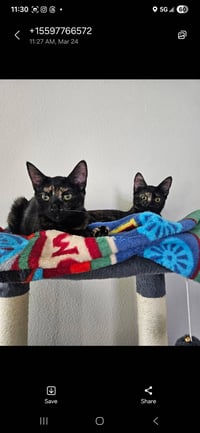 Stella ( Alice ) - Photo 4