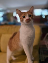 Oscar ( NL) - Photo 1