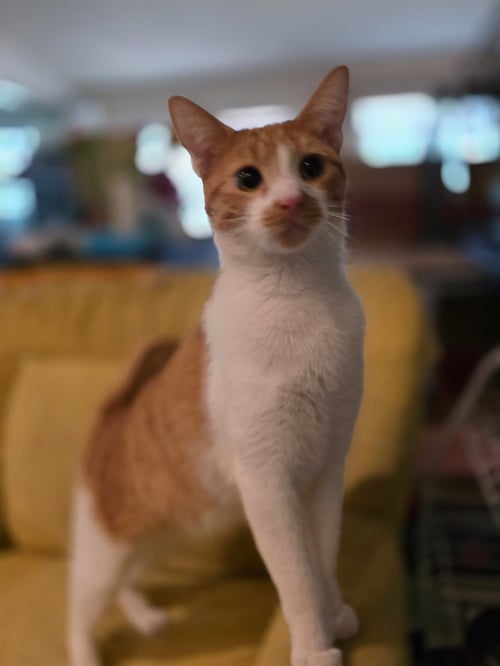 OSCAR ( NL) - Domestic Short Hair available for adoption