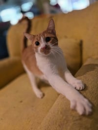 Oscar ( NL) - Photo 2