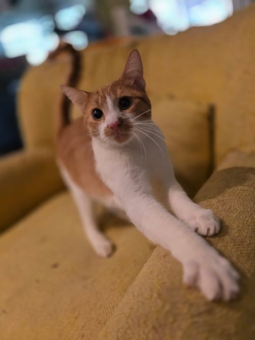 OSCAR ( NL) - Domestic Short Hair available for adoption