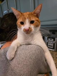 Oscar ( NL) - Photo 3