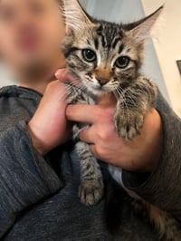 Samara Napa petco - Photo 1