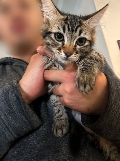 SAMARA NAPA PETCO - Tabby / Domestic Medium Hair available for adoption