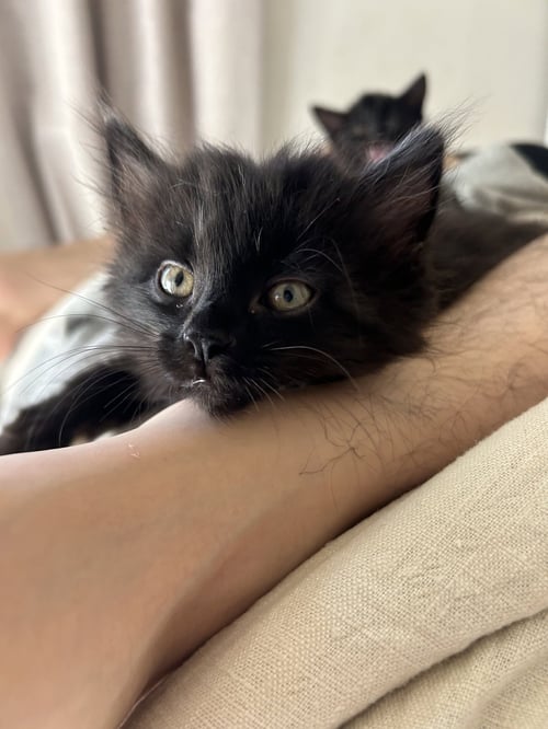GILL NAPA PETCO - Domestic Long Hair available for adoption