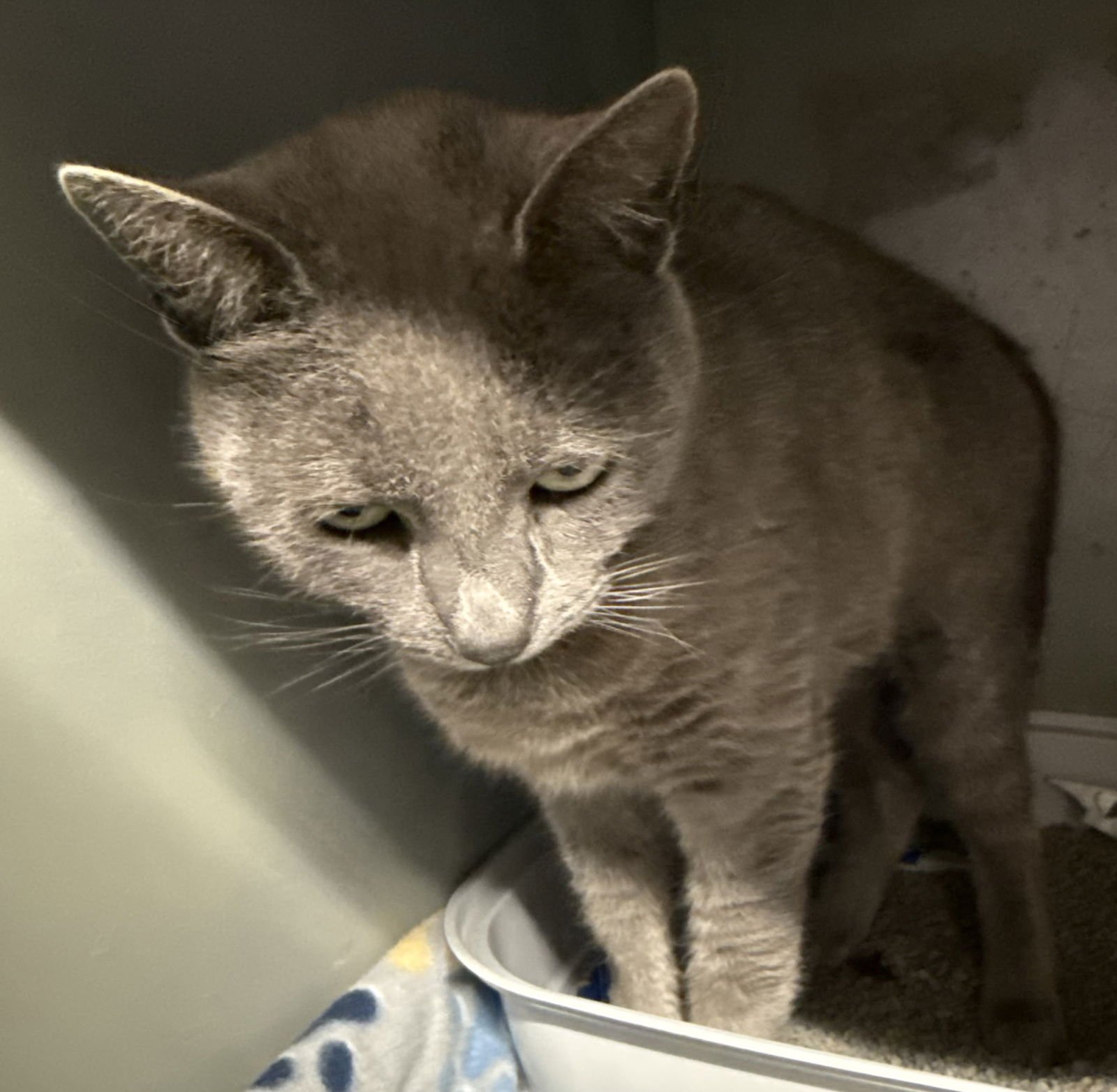HAZEL (BC) - Russian Blue / American Shorthair available for adoption