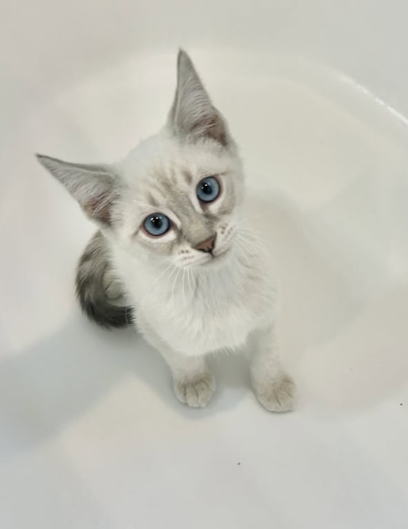 Bambino Image