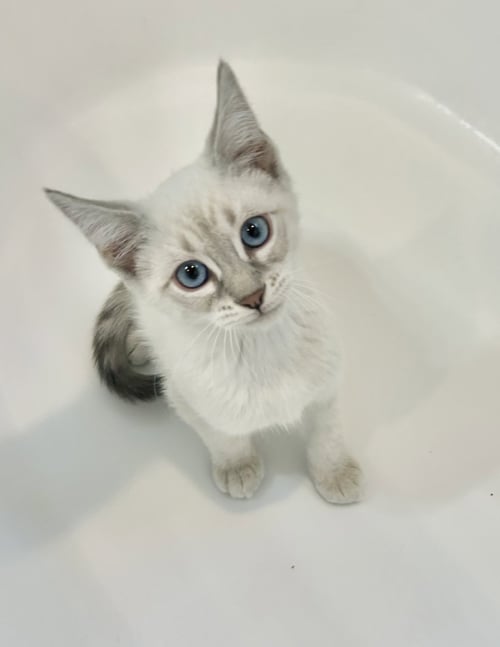 BAMBINO - Siamese available for adoption