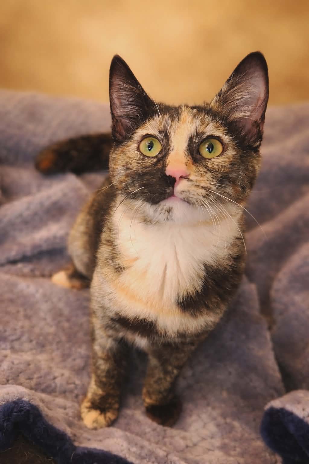 COCO ( MP ) - Tortoiseshell available for adoption