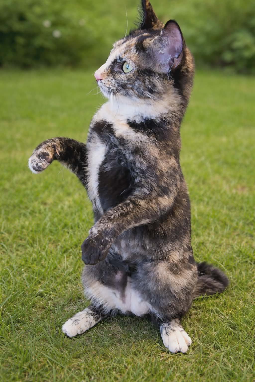 Coco ( MP ) - Photo 3