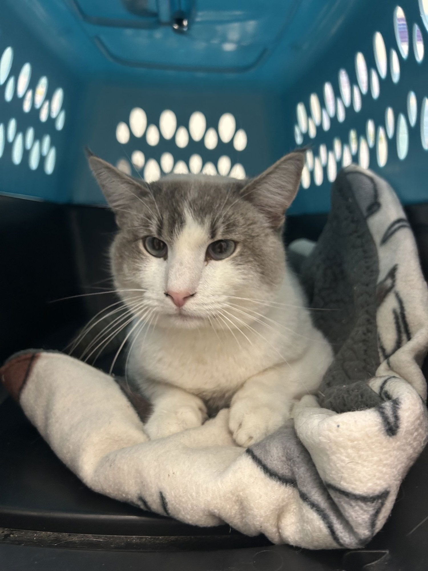 MARSHMALLOW NAPA - Siamese available for adoption