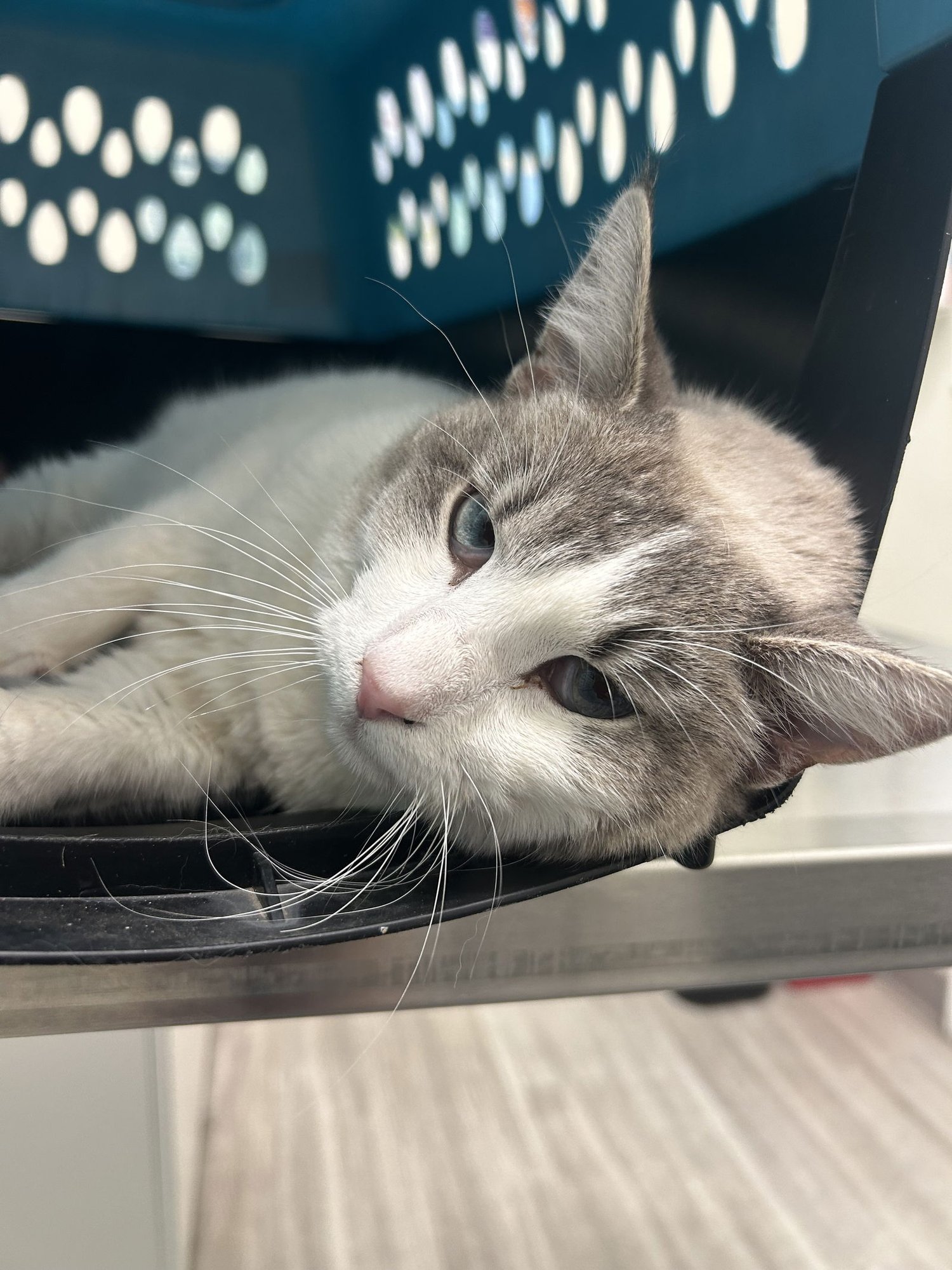 MARSHMALLOW NAPA - Siamese available for adoption