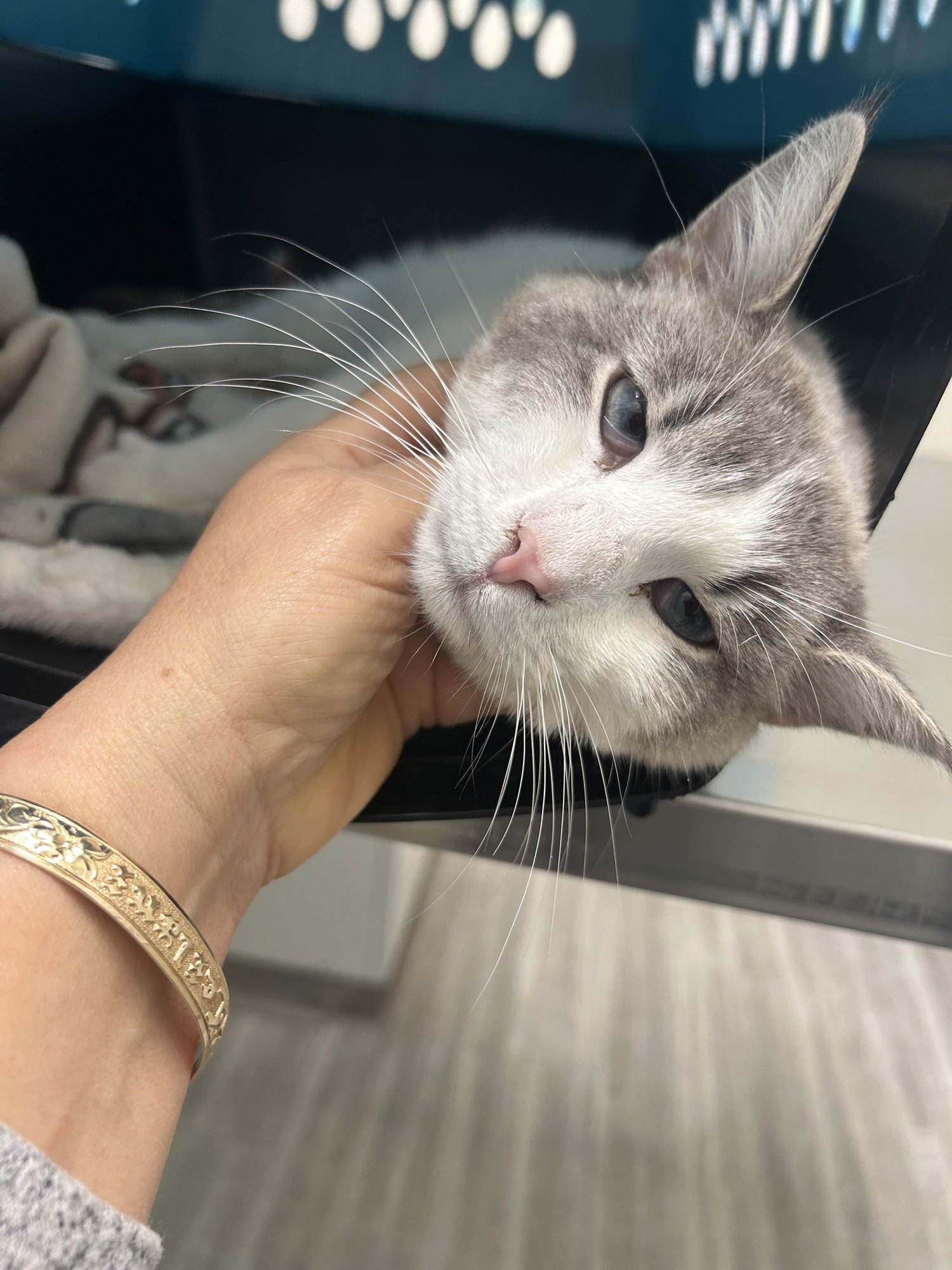 Marshmallow NAPA - Photo 3