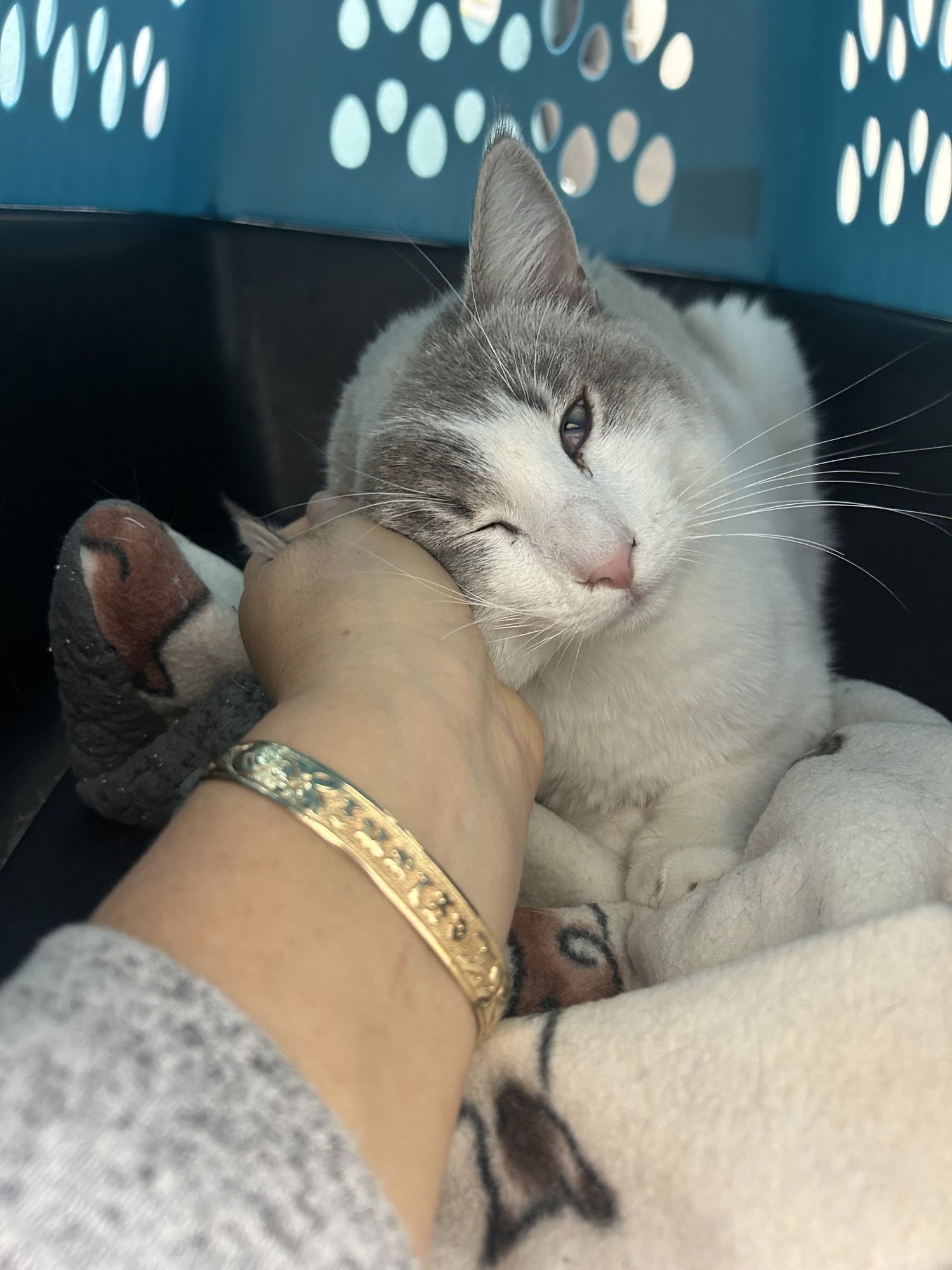 Marshmallow NAPA - Photo 4