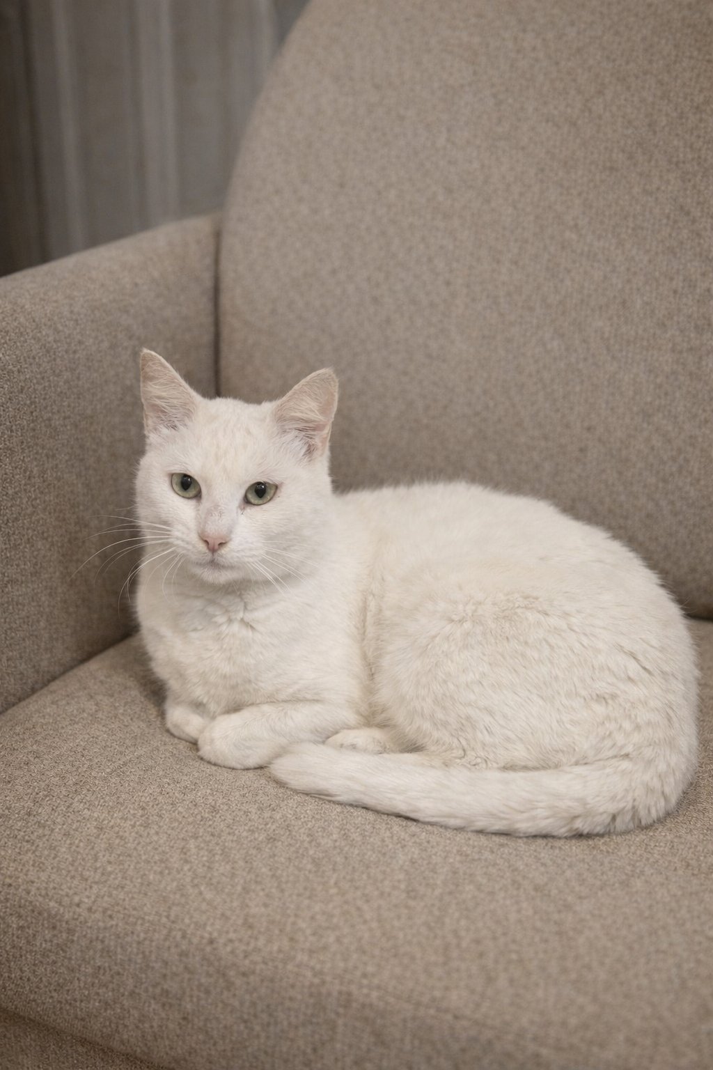 WONDER NAPA - Angora / Domestic Short Hair available for adoption