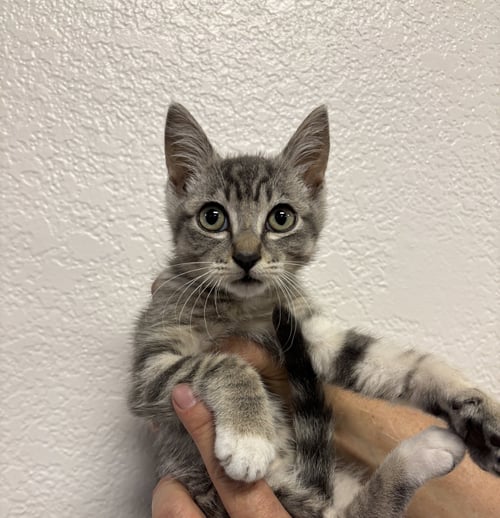 ROCKO ( BC) - Tabby available for adoption