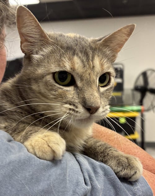ROSE 3 (BC) - Tabby available for adoption