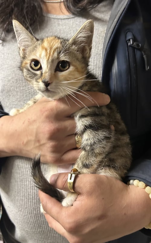 ELLA CALICO NAPA