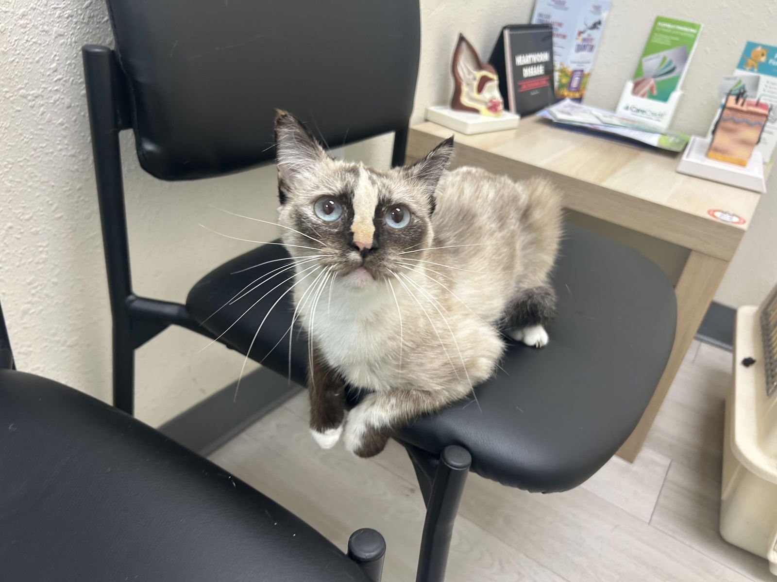 CORAZON (NAPA GD) - Siamese / Tortoiseshell available for adoption