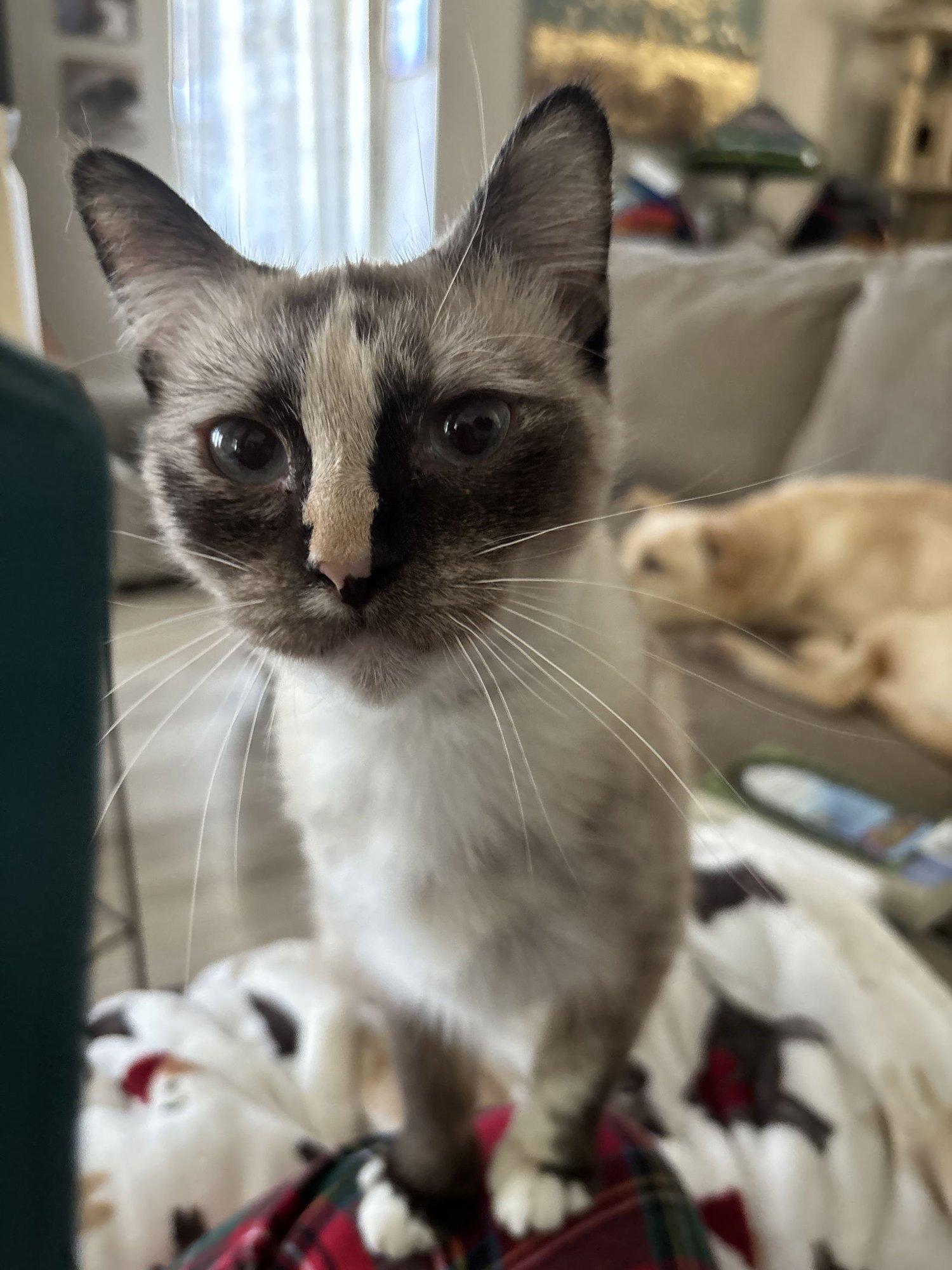 CORAZON (NAPA GD) - Siamese / Tortoiseshell available for adoption