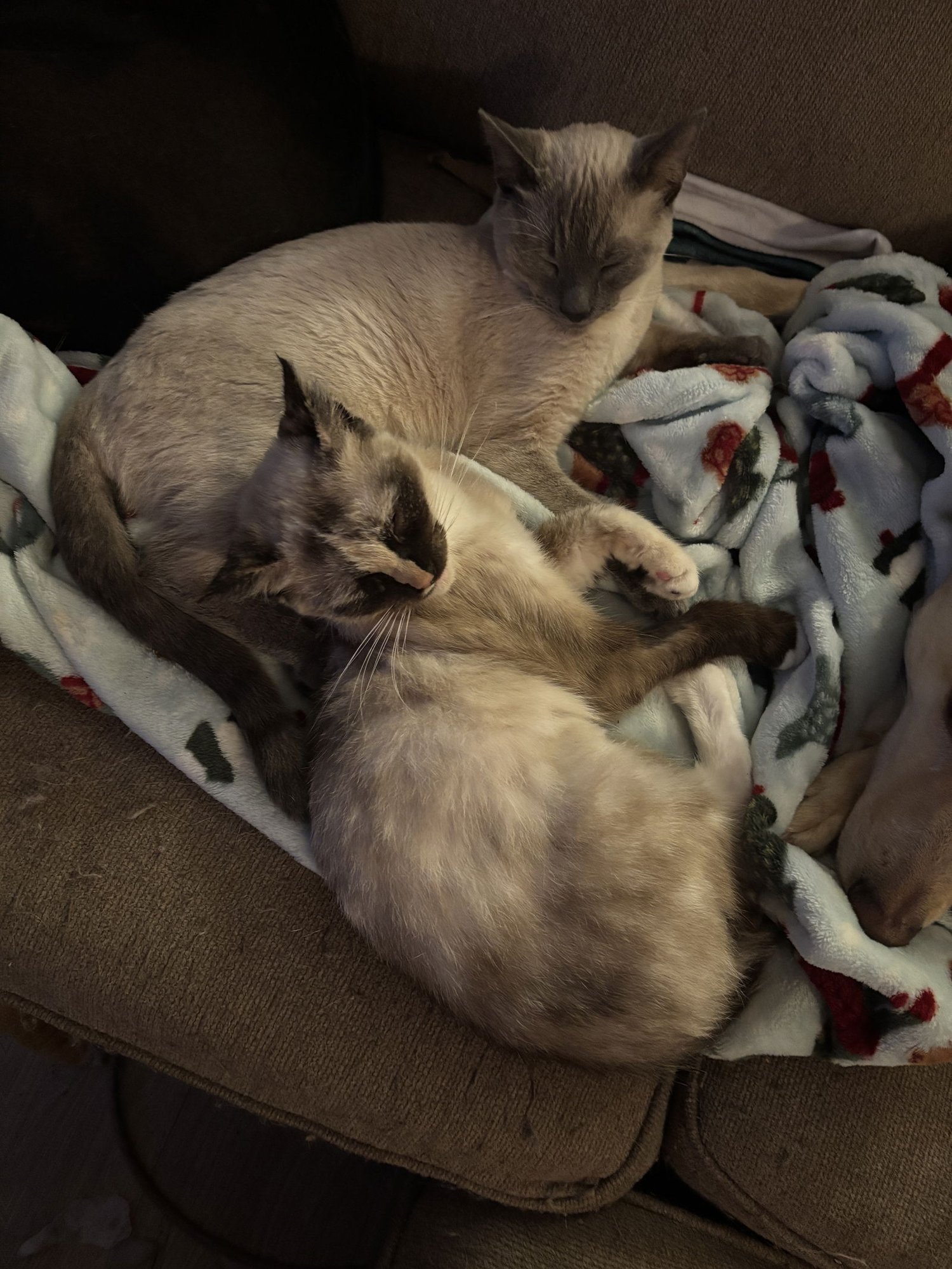 Corazon (Napa GD) - Photo 3