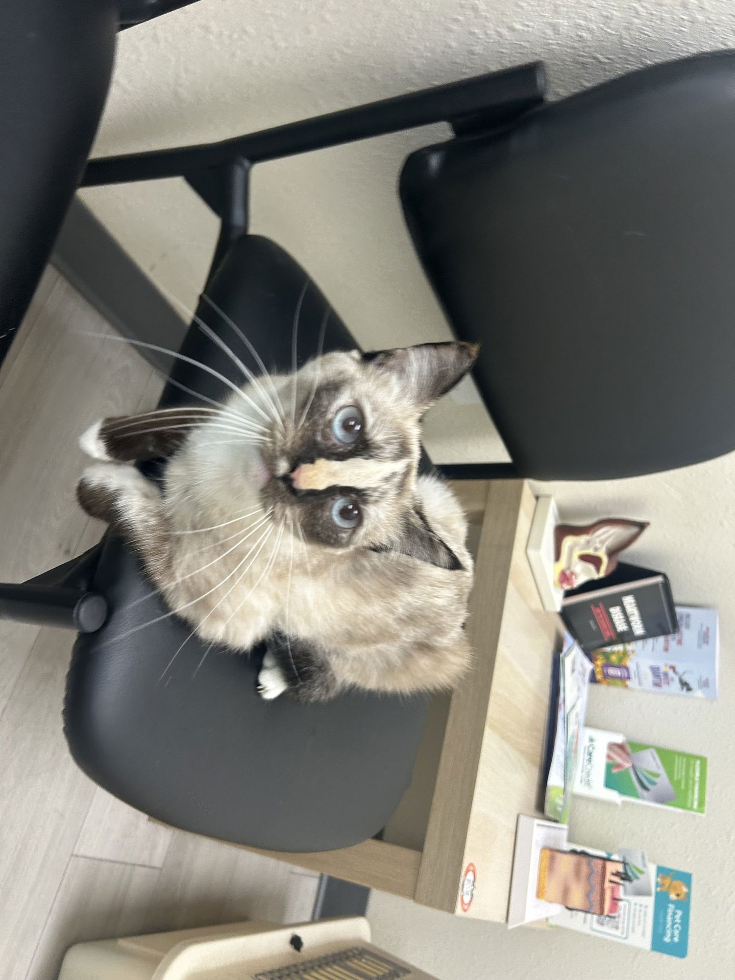 Corazon (Napa GD) - Photo 4