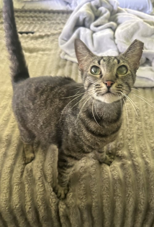 NALU HAWAII - Oriental Tabby available for adoption