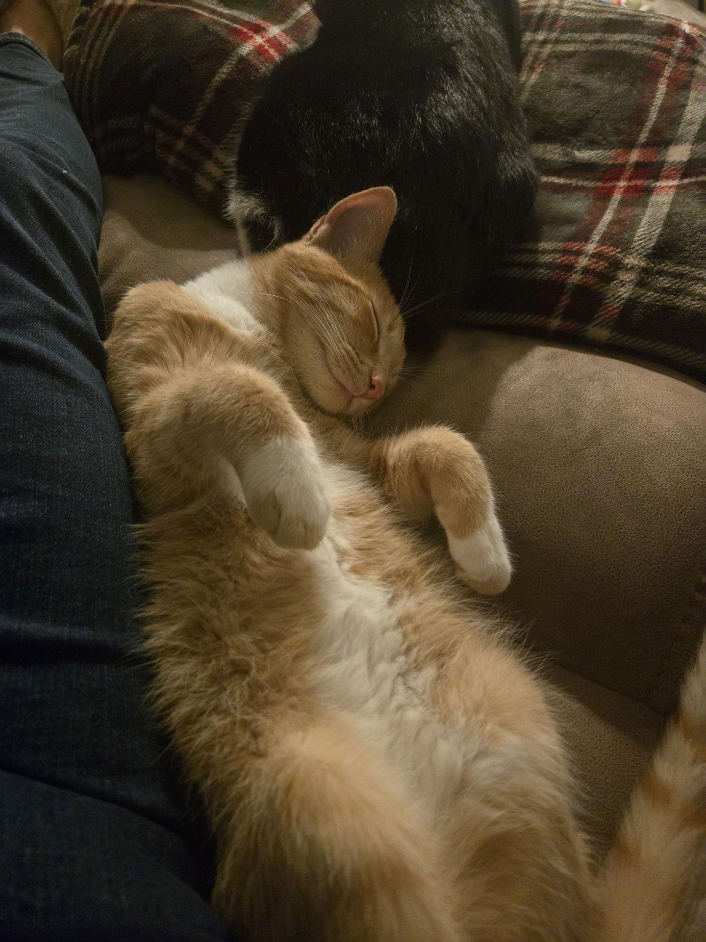 GARFIELD ( ALICE) - Tabby available for adoption