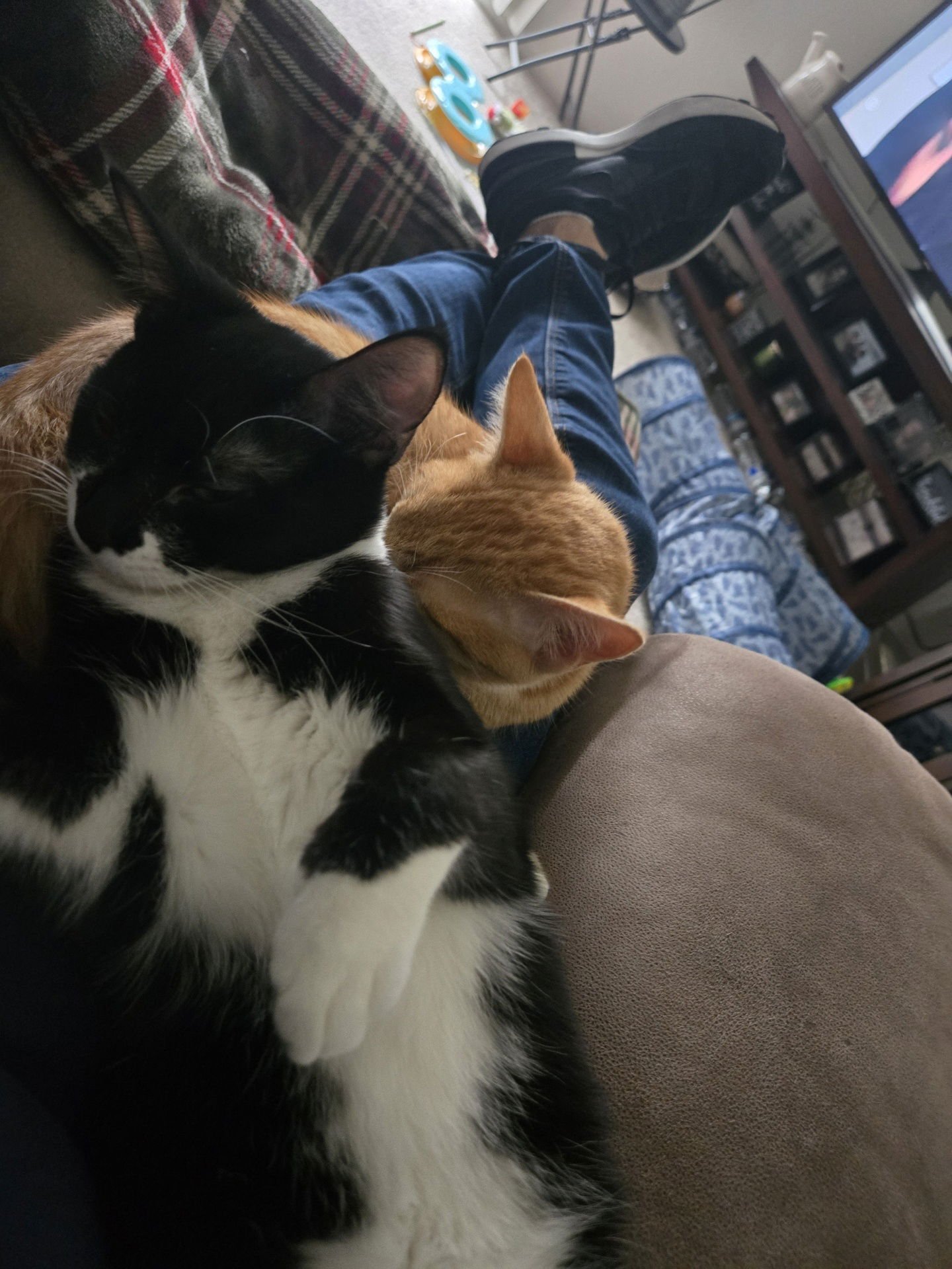 Garfield ( Alice) - Photo 3