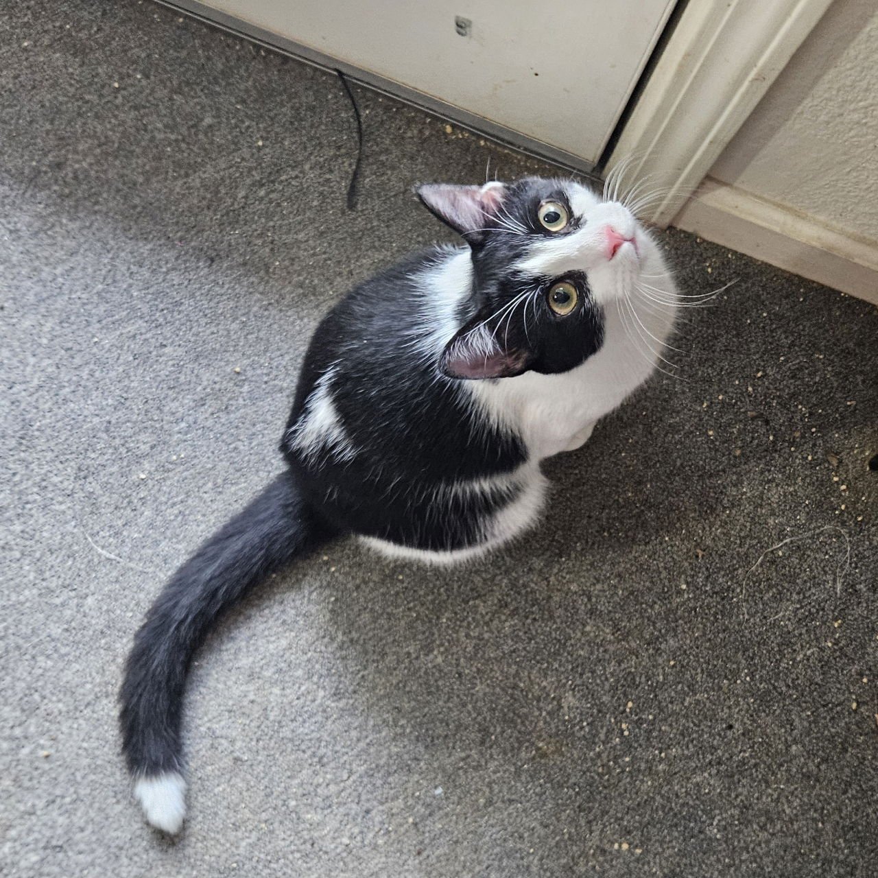 BANDIT SC - Tuxedo available for adoption