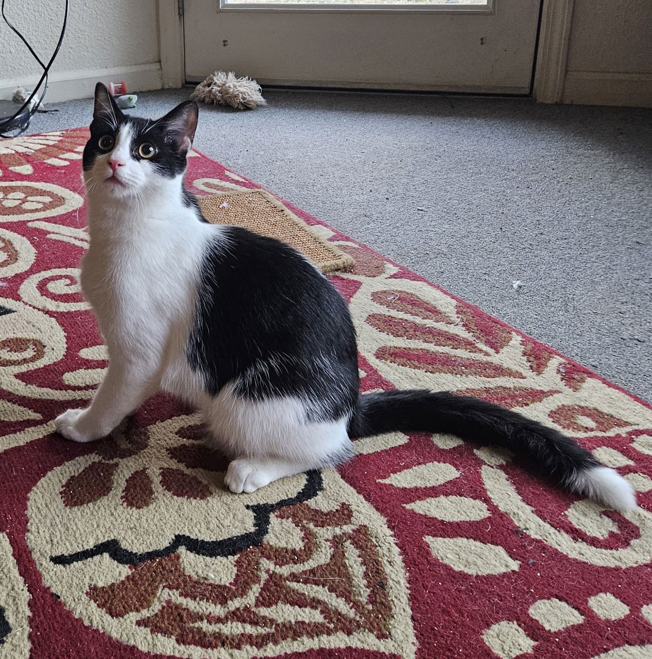 BANDIT SC - Tuxedo available for adoption