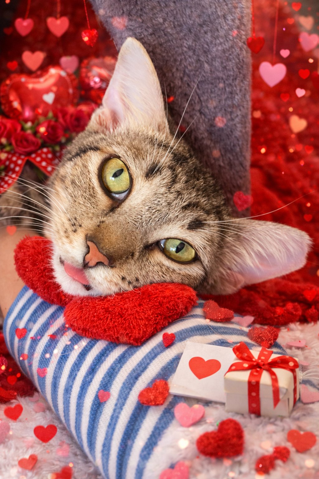 CHURRO NAPA - Tabby / Domestic Short Hair available for adoption