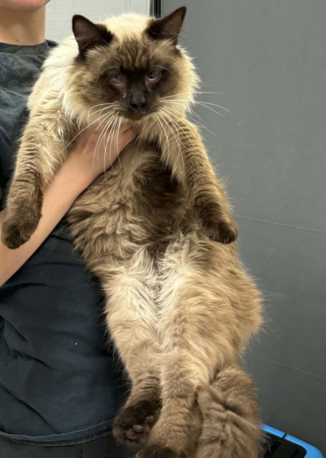 RUGBY ( BC) - Siamese / Balinese available for adoption