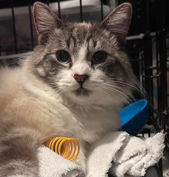 CAPPUCCINO ( BC) - Domestic Medium Hair / Siamese available for adoption