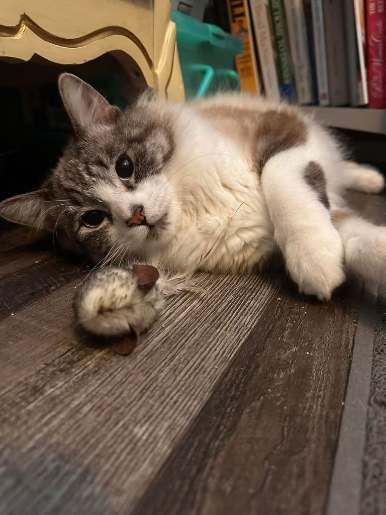 CAPPUCCINO ( BC) - Domestic Medium Hair / Siamese available for adoption