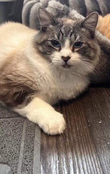 Cappuccino ( BC) - Photo 4