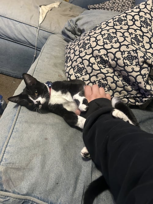 DEXTER NAPA - Tuxedo available for adoption