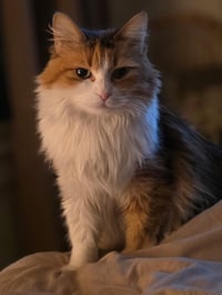 Ginger ( NL) Napa - Photo 3