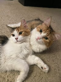 Ginger ( NL) Napa - Photo 4