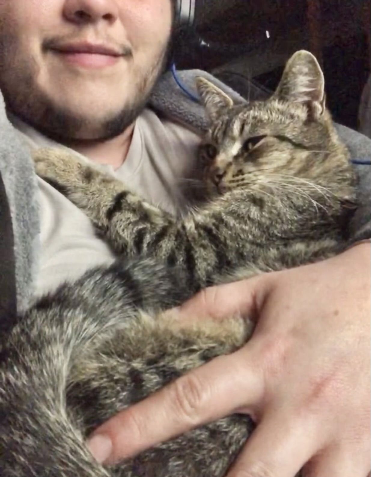 FLOOPA NAPA - Tabby available for adoption