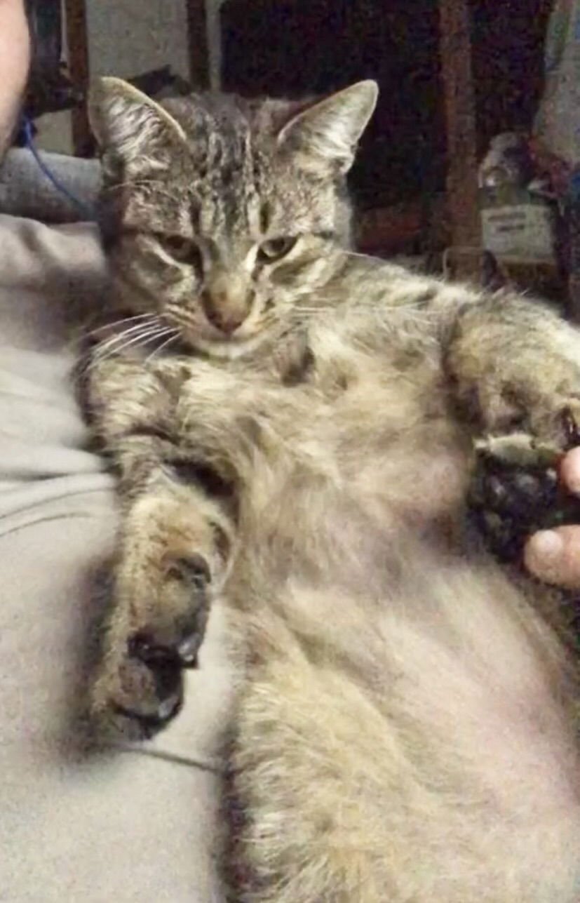 FLOOPA NAPA - Tabby available for adoption