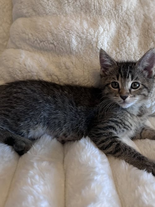 LAINEY ( MONICA) - Tabby available for adoption