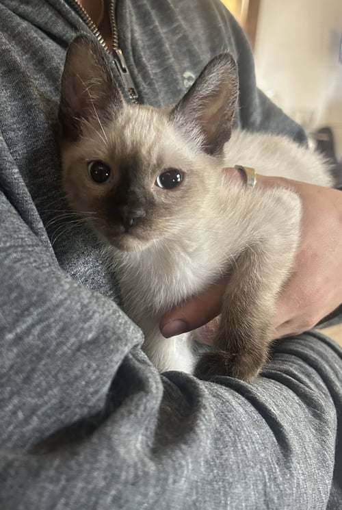 YOLO NAPA PETCO - Siamese available for adoption
