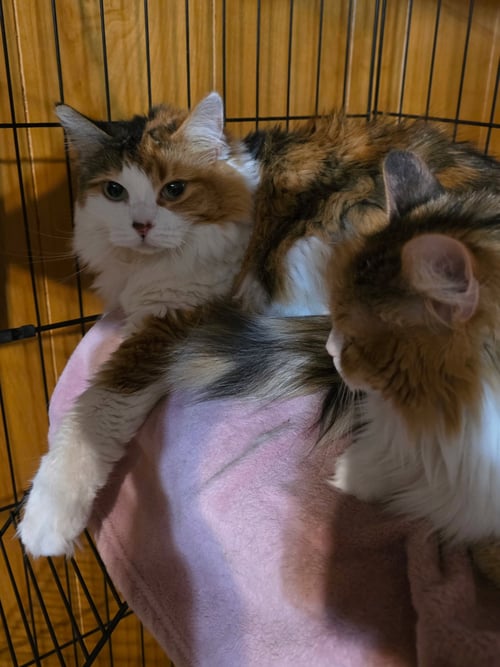 COCO ( NL) PETCO - Calico available for adoption