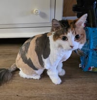 CoCo ( NL) Petco - Photo 4