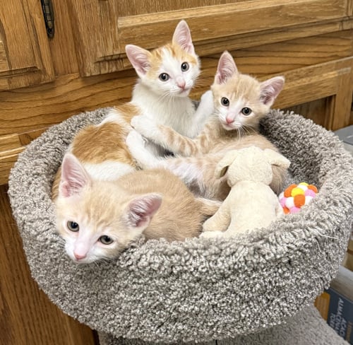 ARCHIE ( JJ) NAPA - Domestic Short Hair available for adoption