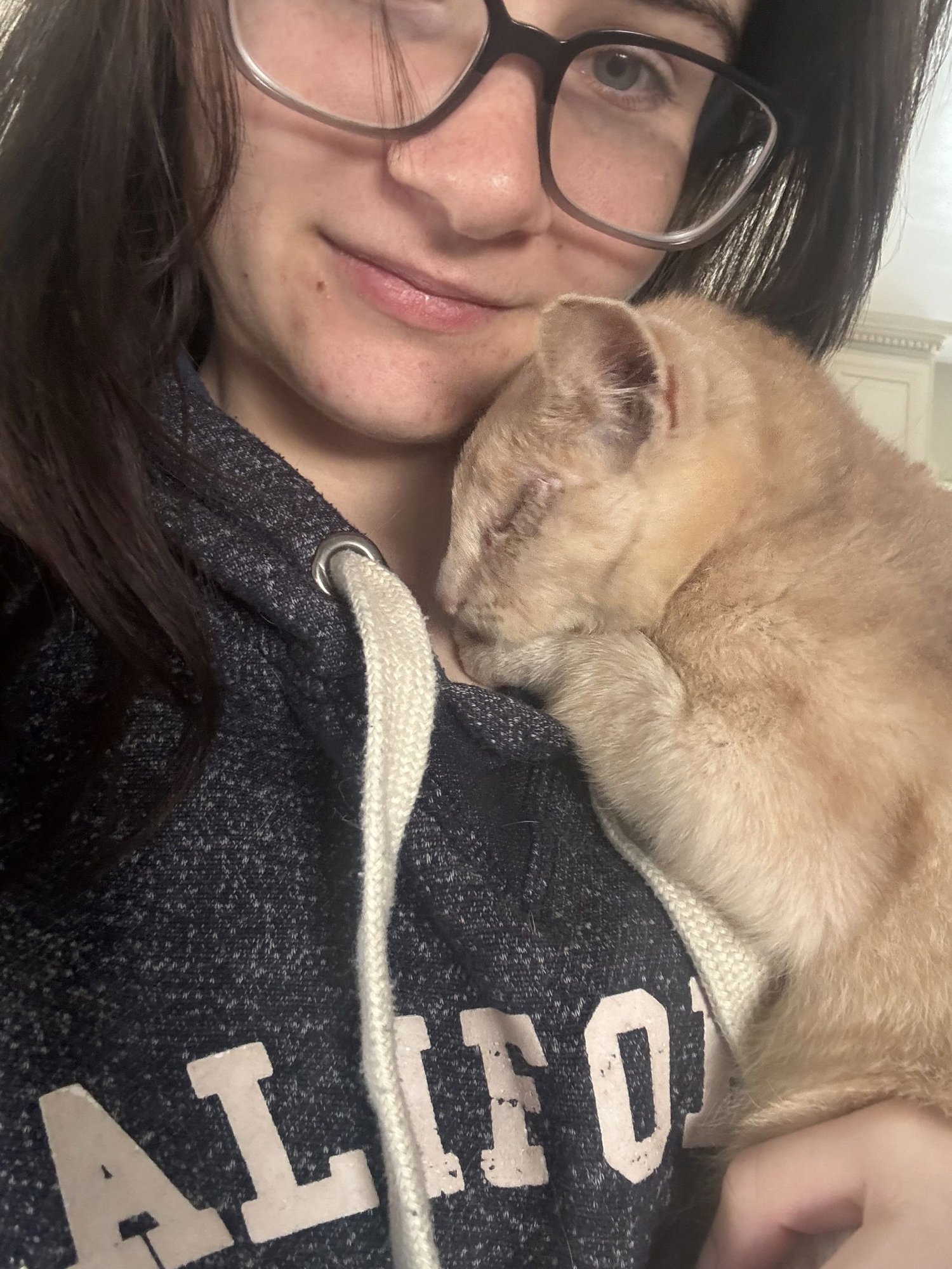 ELEANOR ( BC) - Tabby available for adoption