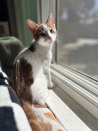 Griffin ( Nicole) - Photo 4